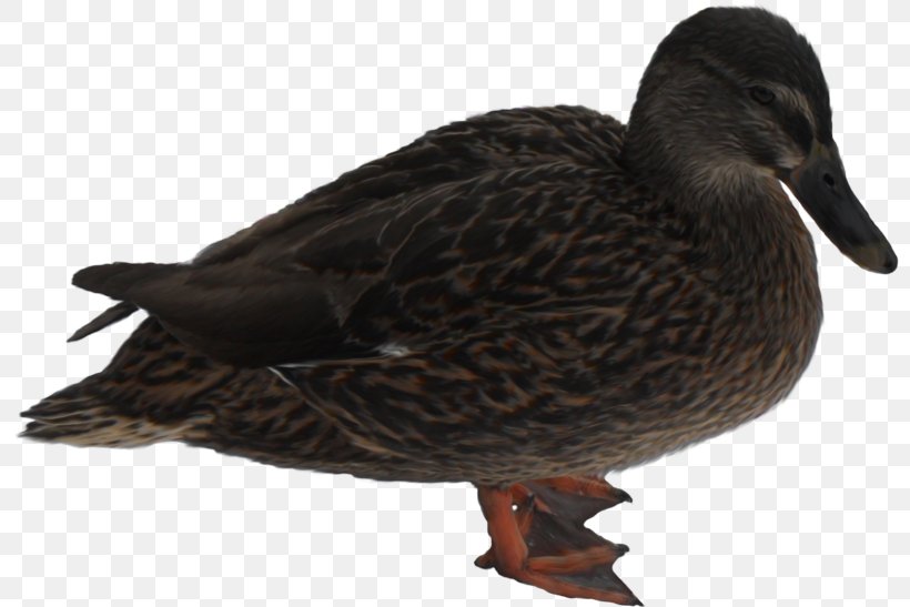 Mallard Mandarin Duck Bird Goose, PNG, 800x547px, Mallard, American Black Duck, Animal, Beak, Bird Download Free