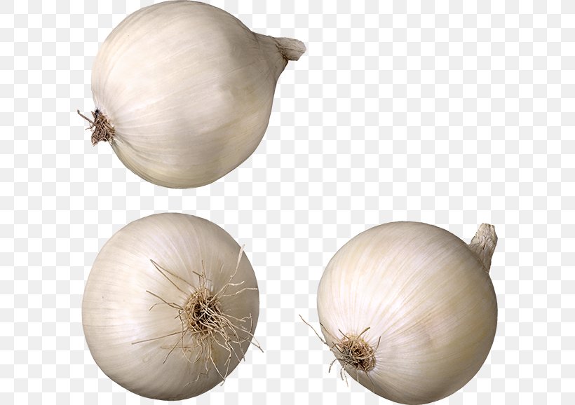 Pearl Onion Garlic Cooking Red Onion Eating, PNG, 600x578px, Pearl Onion, Chives, Cooking, Eating, Elephant Garlic Download Free