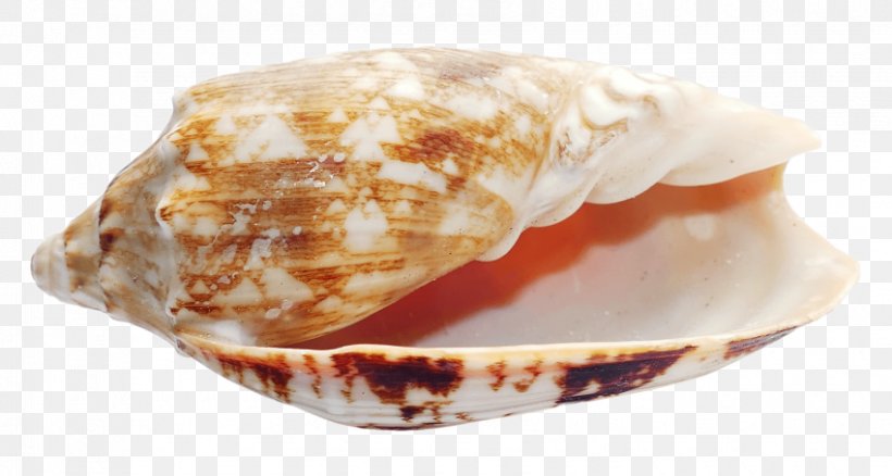 Seashell Conchology Clam, PNG, 850x455px, Seashell, Clam, Clams Oysters Mussels And Scallops, Conch, Conchology Download Free