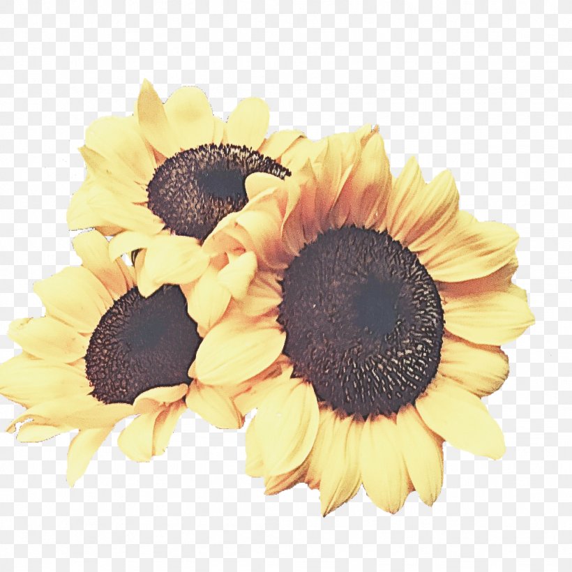 Sunflower, PNG, 1024x1024px, Sunflower, Cut Flowers, Flower, Flowering Plant, Gerbera Download Free
