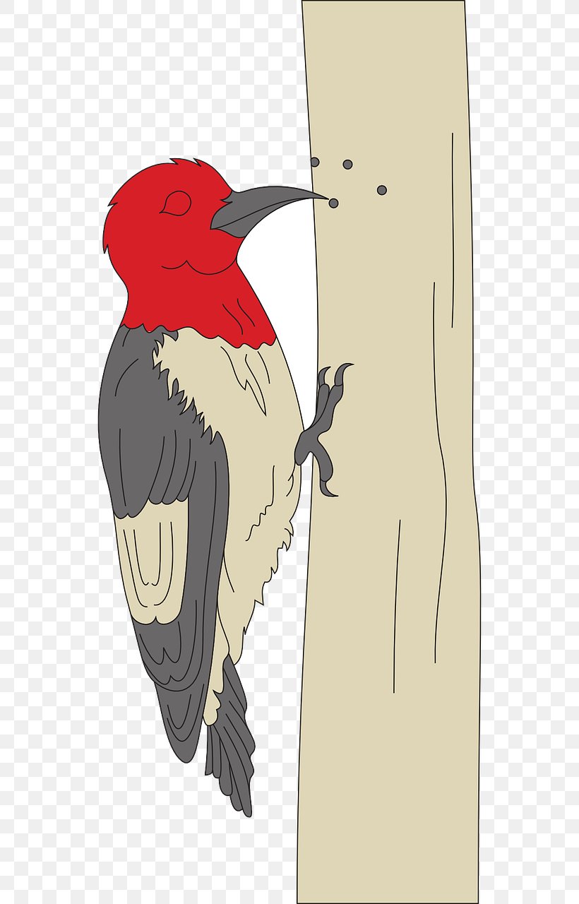 Woodpecker Clip Art Vector Graphics Illustration, PNG, 640x1280px, Woodpecker, Beak, Bird, Piciformes, Red Headed Woodpecker Download Free