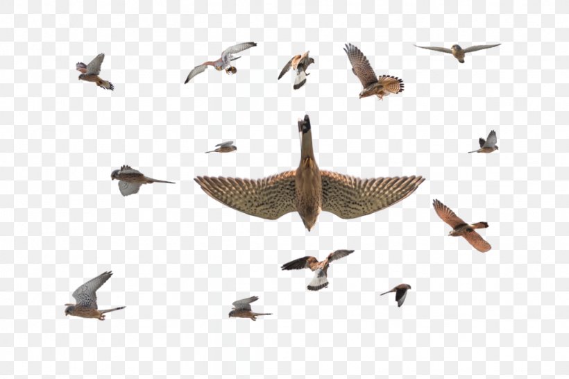 Bird Migration Goose Cygnini Duck, PNG, 1024x683px, Bird Migration, Anatidae, Animal Migration, Beak, Bird Download Free
