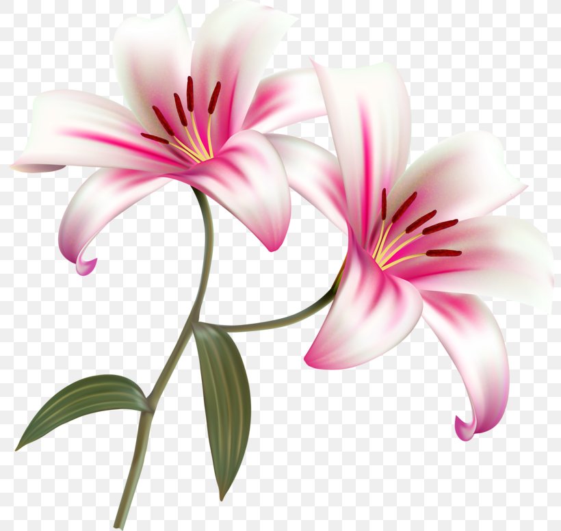 Flower Lilium Bulbiferum Clip Art, PNG, 800x776px, Flower, Botany, Flora, Flower Bouquet, Flowering Plant Download Free