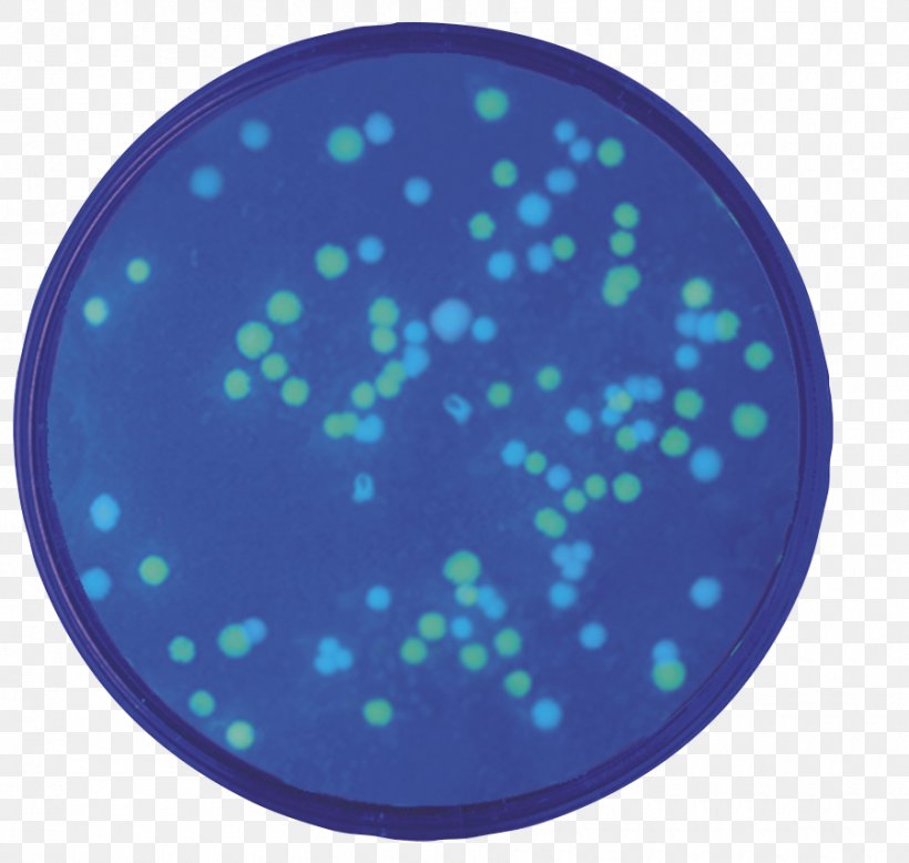 Green Fluorescent Protein Transformation E. Coli Fluorescence Blue, PNG, 900x854px, Green Fluorescent Protein, Aequorea Victoria, Aqua, Betagalactosidase, Biology Download Free