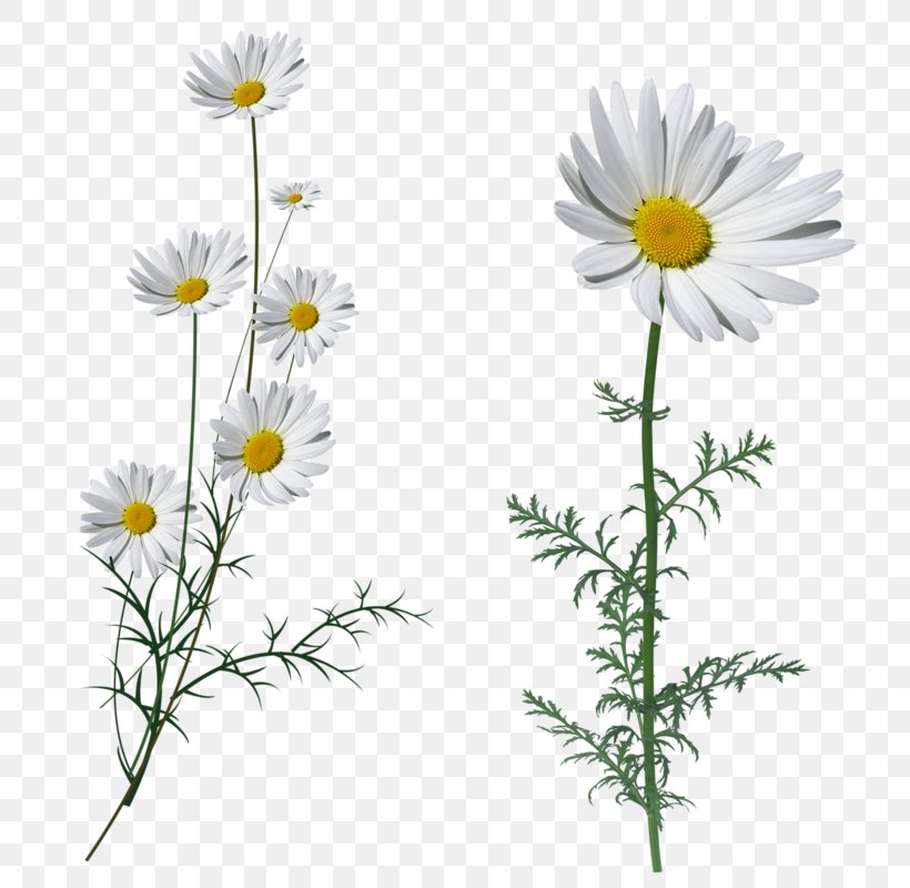 Oxeye Daisy Fleur Blanche White Flower Petal, PNG, 800x800px, Oxeye Daisy, Aster, Chamaemelum Nobile, Chrysanthemum, Chrysanths Download Free