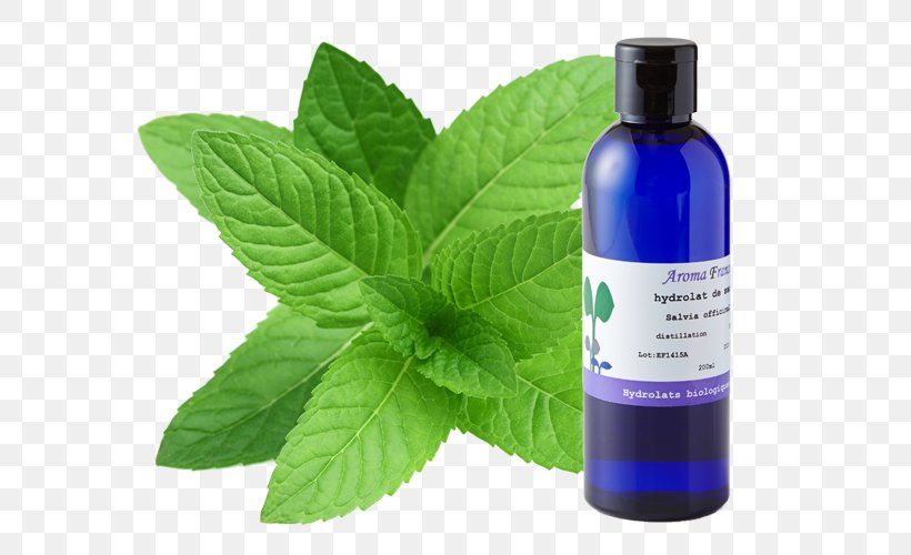 Peppermint Tea Mentha Spicata Water Mint Maghrebi Mint Tea, PNG, 640x500px, Peppermint, Beard Oil, Extraction, Flavor, Food Download Free