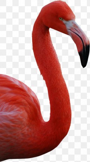 American Flamingo Greater Flamingo Bird PNG