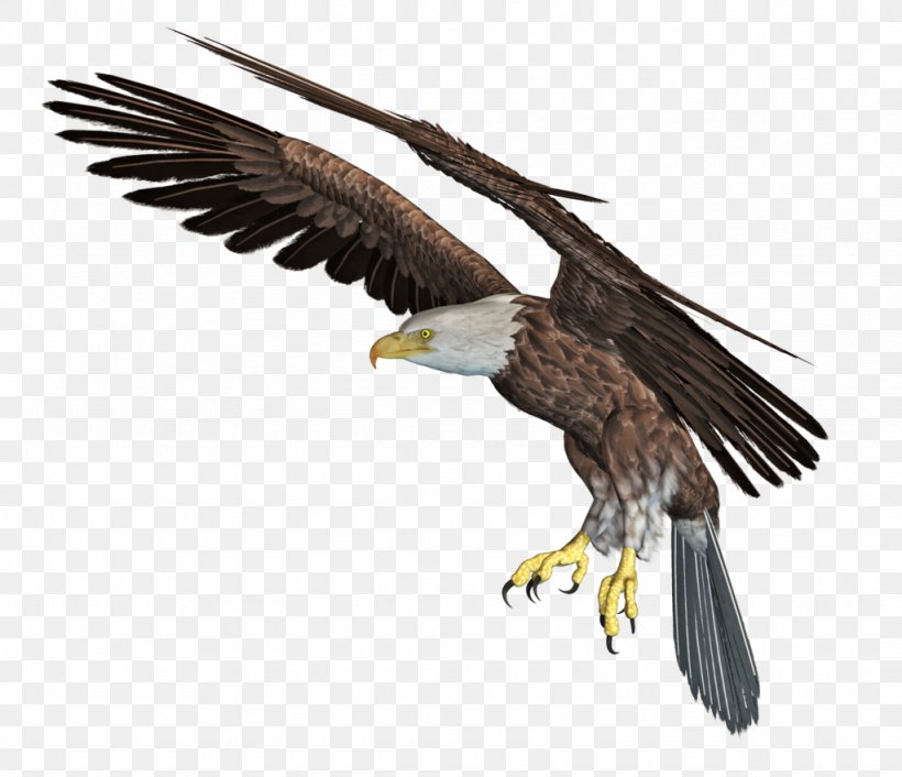Bald Eagle African Fish Eagle Clip Art, PNG, 1024x882px, 3d Computer Graphics, 3d Rendering, Bald Eagle, Accipitriformes, African Fish Eagle Download Free