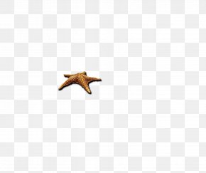 Starfish - Beak Computer Pattern PNG