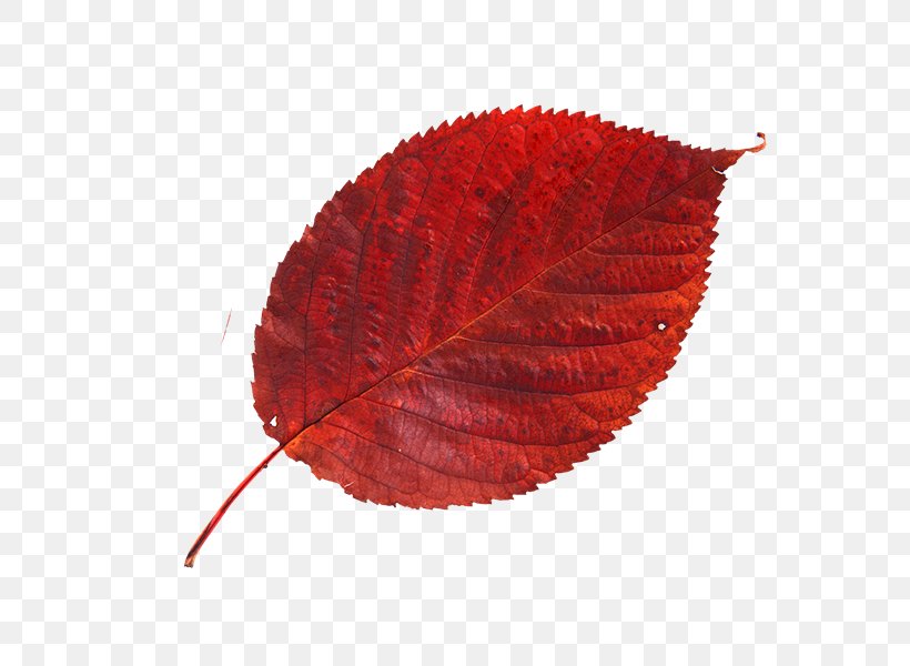 Cherry Leaf Spot Red Autumn Leaves Blue, PNG, 600x600px, Leaf, Autumn, Autumn Leaves, Blue, Cherry Leaf Spot Download Free
