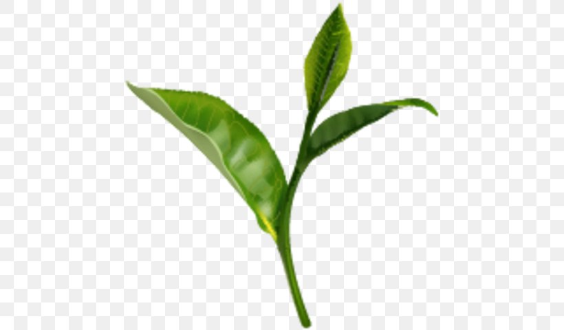 Green Tea Darjeeling Tea Black Tea Camellia Sinensis, PNG, 638x480px, Tea, Black Tea, Camellia Sinensis, Darjeeling Tea, Green Tea Download Free