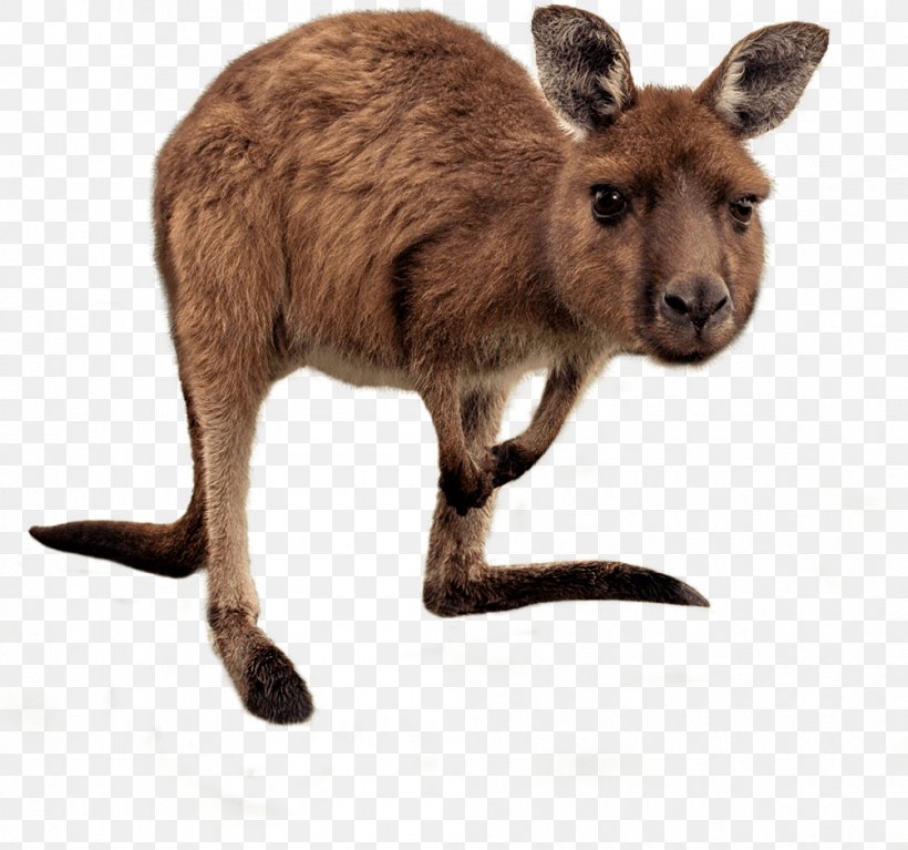Kangaroo Australia Wallaby Reserve Stock Photography, PNG, 1003x939px, Kangaroo, Australia, Eastern Grey Kangaroo, Fauna, Fur Download Free