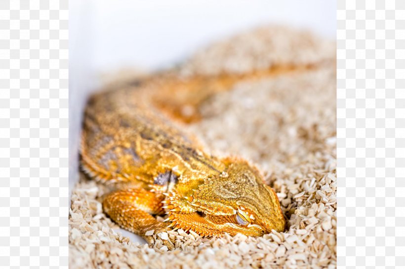 Reptile Lizard Snake Bird Sleep Cycle, PNG, 900x600px, Reptile, Amniote, Australian Water Dragon, Bearded Dragons, Bird Download Free