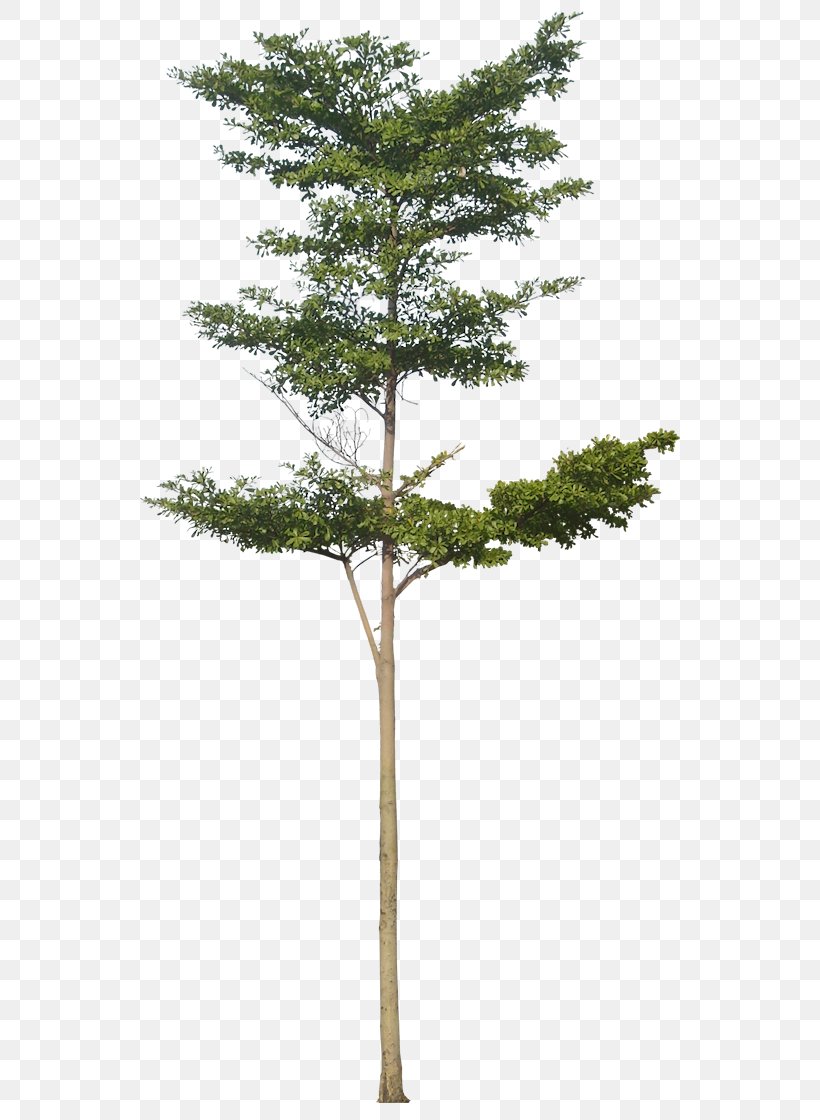 Tree Architectural Rendering Baobab Clip Art, PNG, 551x1120px, Tree, Architectural Rendering, Baobab, Branch, Conifer Download Free