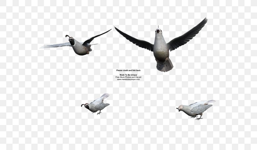 California Quail Bird Wing, PNG, 600x480px, Quail, Aircraft, Beak, Bird, California Download Free