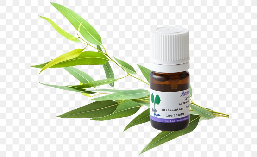 Car Herbalism Gum Trees Aromatherapy, PNG, 640x500px, Car, Aromatherapy, Atlas, Diffuser, Essential Oil Download Free