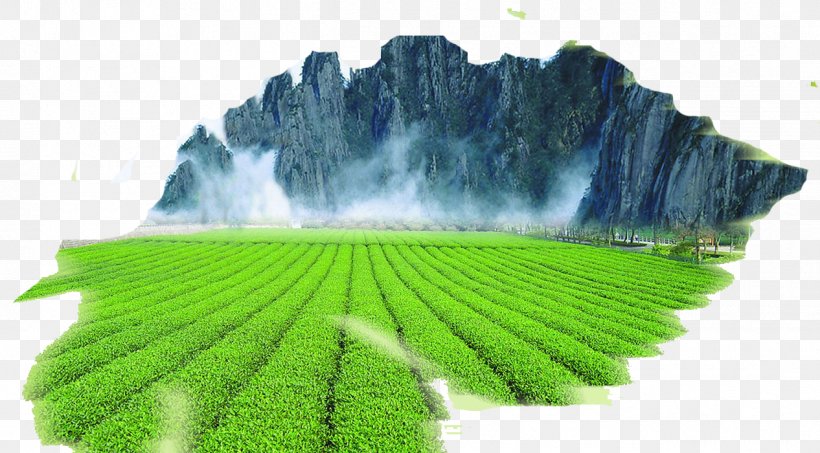 Wuyi Tea Green Tea Mount Heng Longjing Tea, PNG, 1266x700px, Tea, Camellia Sinensis, Chinas Famous Teas, Energy, Food Download Free