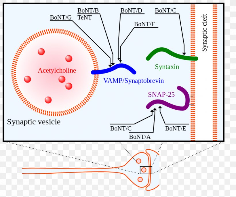 Clostridium Botulinum Botulinum Toxin Neurotoxin Bacteria, PNG, 850x708px, Clostridium Botulinum, Area, Bacteria, Botulinum Toxin, Botulism Download Free