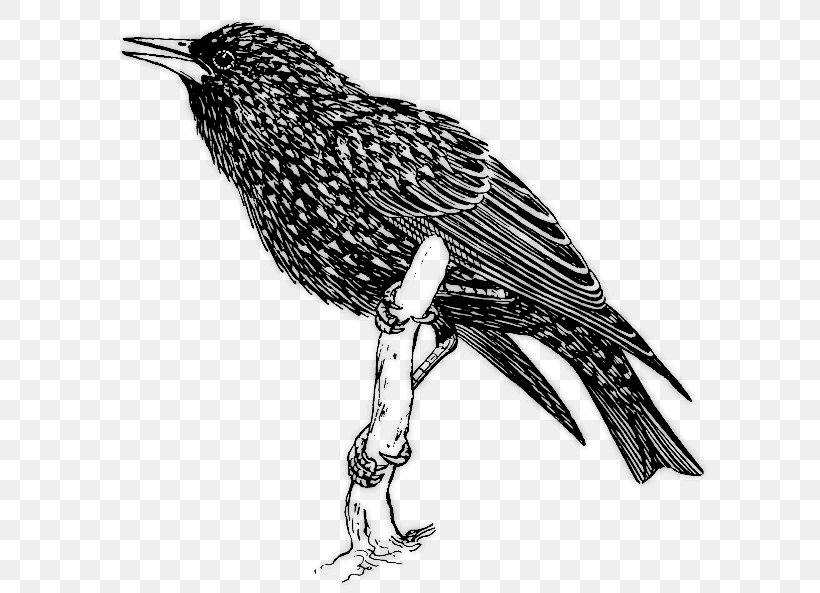 Common Starling Bird Clip Art, PNG, 600x593px, Common Starling, American Crow, Art, Beak, Bird Download Free