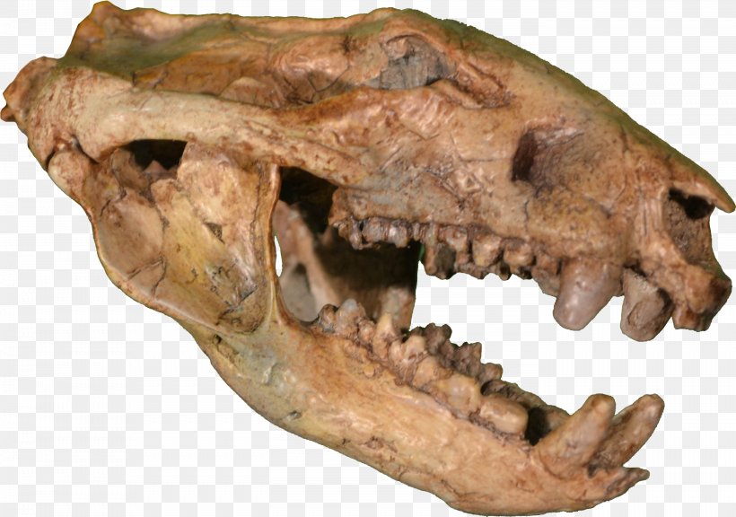 Hell Creek Formation Rocky Mountain Dinosaur Resource Center Late Cretaceous Tyrannosaurus Marsupial, PNG, 2788x1959px, Hell Creek Formation, Animal, Bite Force Quotient, Bone, Cretaceous Download Free