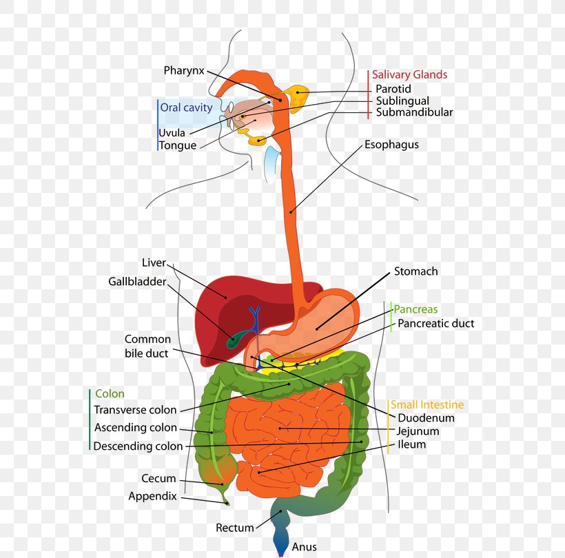 Human Digestive System Digestion Respiratory System Respiratory Tract Gastrointestinal Tract, PNG, 573x810px, Watercolor, Cartoon, Flower, Frame, Heart Download Free