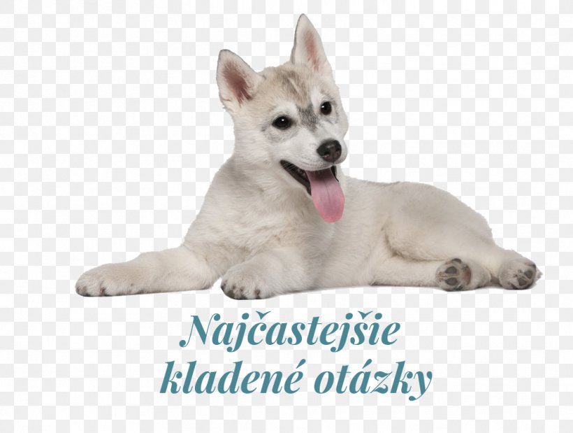 Miniature Siberian Husky Canadian Eskimo Dog Puppy Tamaskan Dog Canaan Dog, PNG, 1061x801px, Miniature Siberian Husky, Alaskan Klee Kai, Canaan Dog, Canadian Eskimo Dog, Carnivoran Download Free