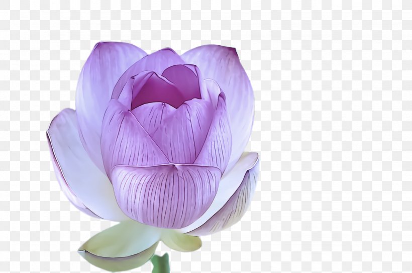 Petal Flower Violet Purple Pink, PNG, 2456x1628px, Petal, Flower, Flowering Plant, Lotus Family, Pink Download Free