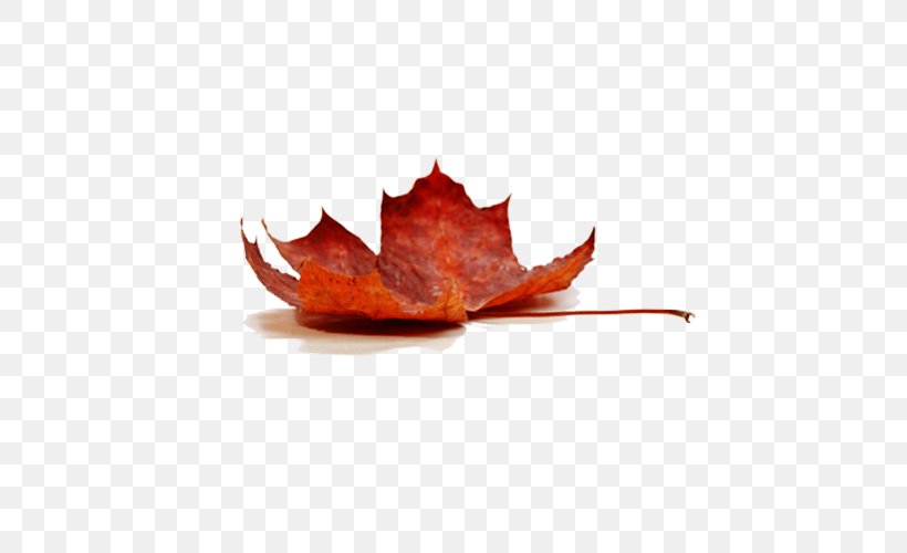 Sugar Maple Silver Maple Water Sap Maple Syrup, PNG, 500x500px, Maple, Autumn, Autumn Leaf Color, Decapoda, Leaf Download Free