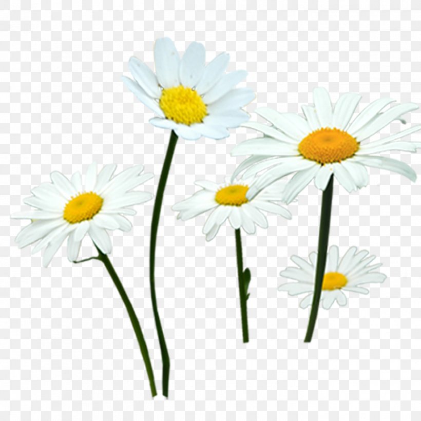 Common Daisy Chrysanthemum Indicum Flower Oxeye Daisy, PNG, 1417x1417px, Common Daisy, Chamaemelum Nobile, Chrysanthemum, Chrysanthemum Indicum, Daisy Download Free