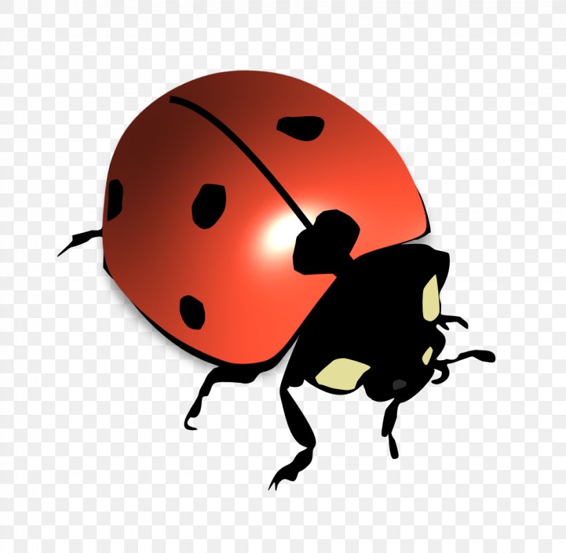 Ladybird Beetle Seven-spot Ladybird Psyllobora Vigintiduopunctata, PNG, 975x952px, Beetle, Arthropod, Insect, Invertebrate, Lady Bird Download Free