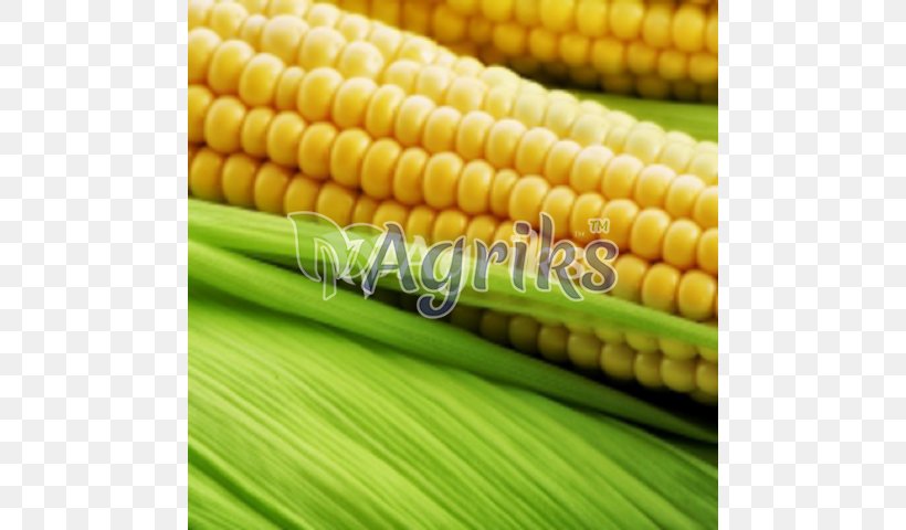 Maize Export India Sweet Corn Manufacturing, PNG, 640x480px, Maize, Animal Feed, Cereal, Commodity, Company Download Free