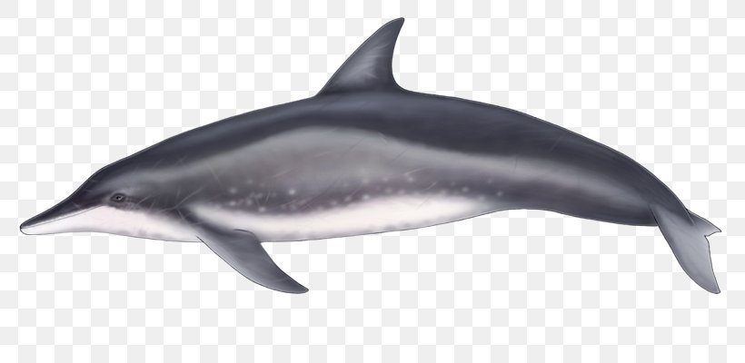 Spinner Dolphin Common Bottlenose Dolphin Short-beaked Common Dolphin Rough-toothed Dolphin Striped Dolphin, PNG, 800x400px, Spinner Dolphin, Bottlenose Dolphin, Common Bottlenose Dolphin, Dolphin, Dolphin Tale Download Free
