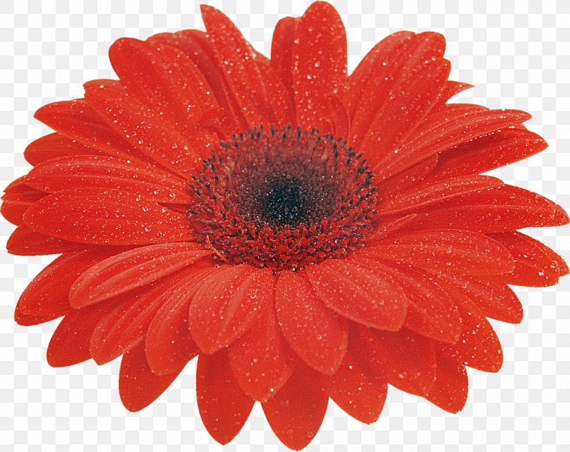 Transvaal Daisy Cut Flowers Clip Art Red, PNG, 1200x953px, Transvaal Daisy, African Daisy, Artificial Flower, Asterales, Barberton Daisy Download Free