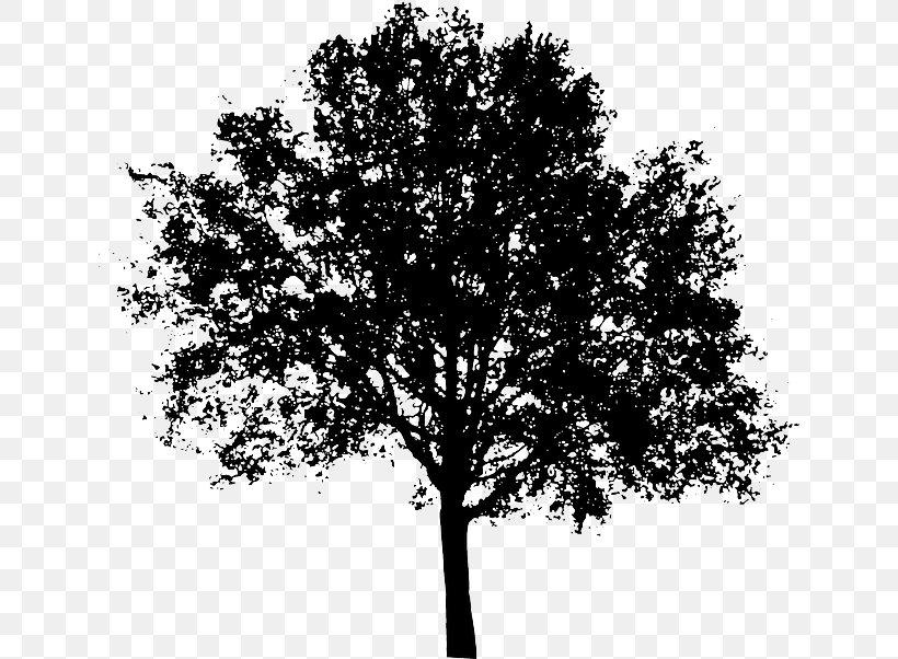 Tree Silhouette Clip Art, PNG, 640x602px, Tree, Black And White, Branch ...