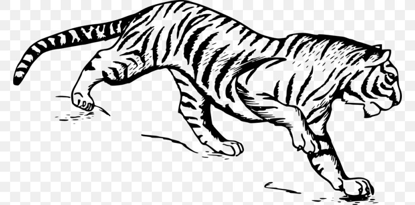 Drawing White Tiger Clip Art, PNG, 768x406px, Drawing, Animal Figure, Artwork, Bengal Tiger, Big Cats Download Free
