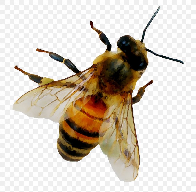 Honey Bee Nectar, PNG, 1237x1214px, Honey Bee, Arthropod, Bee, Black Fly, Bombyliidae Download Free