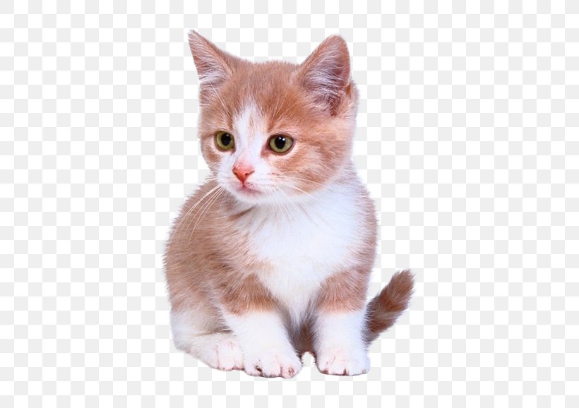 Kitten Cat Puppy Dog Litter Box, PNG, 614x578px, Kitten, Aegean Cat, Alley Cat Rescue, American Wirehair, Carnivoran Download Free