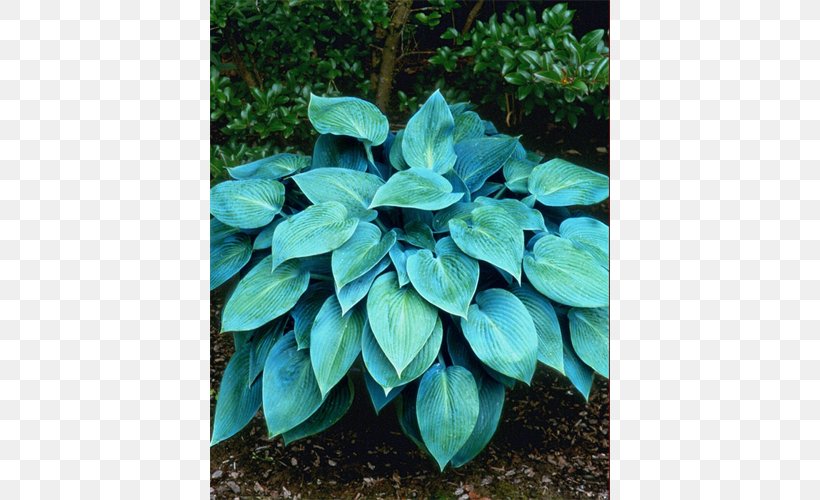 Leaf Evergreen Groundcover Herb, PNG, 500x500px, Leaf, Evergreen, Groundcover, Herb, Plant Download Free