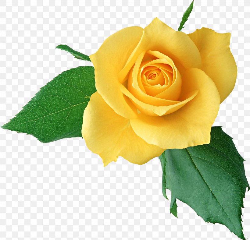 Rose Yellow Clip Art, PNG, 2094x2014px, Rose, Austrian Briar, Color, Cut Flowers, Floral Design Download Free