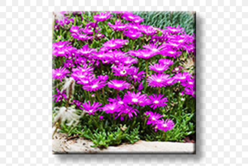 Snow-in-summer Pink Perennial Plant Garden Houseleek, PNG, 600x548px, Pink, Annual Plant, Aster, Bellflowers, Caryophyllales Download Free