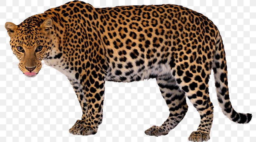 Snow Leopard Felidae Clip Art, PNG, 800x457px, Leopard, Animal Figure, Big Cats, Carnivoran, Cat Like Mammal Download Free