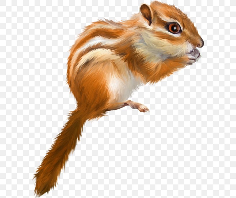 Tree Squirrel Drawing, PNG, 600x687px, Squirrel, Cartoon, Chipmunk, Cuteness, Drawing Download Free