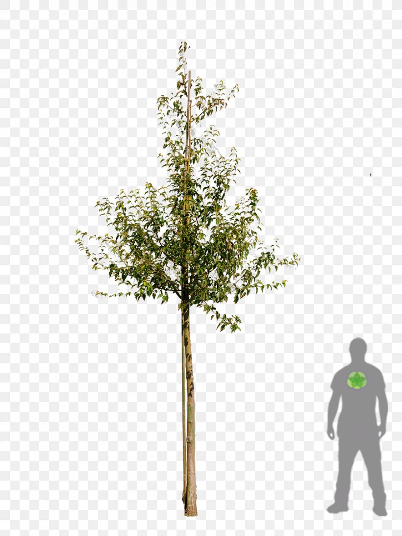 Twig Shrub Plant Stem, PNG, 900x1200px, Twig, Birch, Branch, Evergreen, Plant Download Free