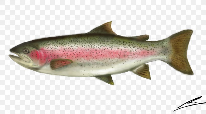 Coho Salmon Rainbow Trout Sardine Cutthroat Trout, PNG, 900x500px, Coho Salmon, Anchovy, Barramundi, Bony Fish, Brook Trout Download Free
