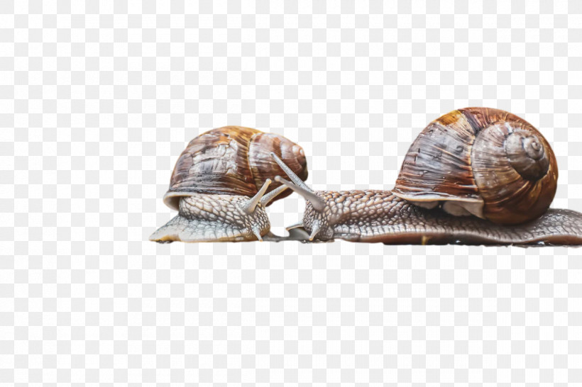 Gastropods Snail Slug Mollusca, PNG, 1200x800px, Gastropods, Mollusca, Slug, Snail Download Free