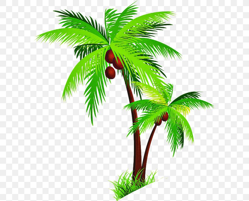 Palm Tree, PNG, 600x663px, Tree, Arecales, Flowering Plant, Leaf, Palm Tree Download Free
