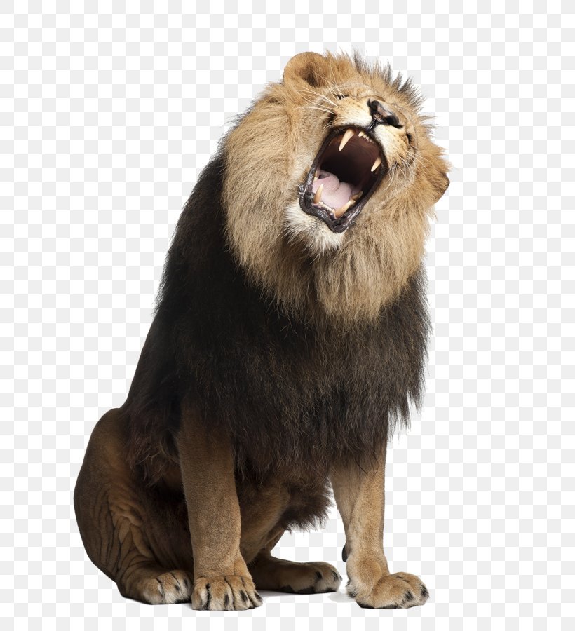 Lion Stock Photography Royalty-free Roar, PNG, 756x900px, Lion, Big Cats, Carnivoran, Cat Like Mammal, Depositphotos Download Free