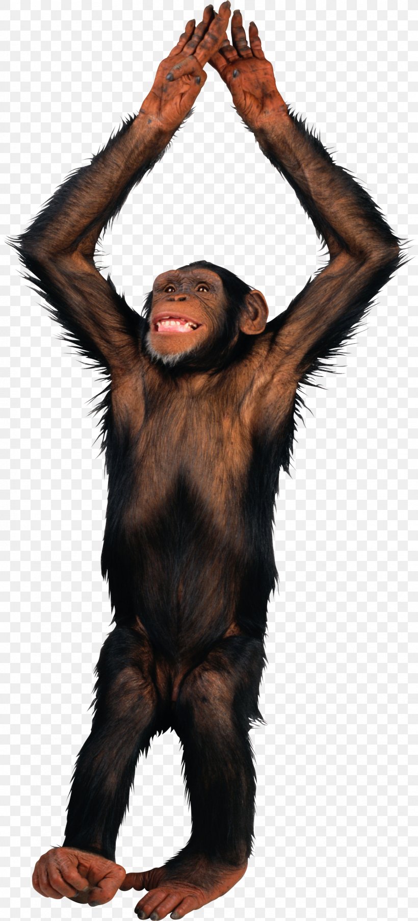 PicMonkey, PNG, 1567x3453px, Primate, Chimpanzee, Common Chimpanzee, Fur, Great Ape Download Free