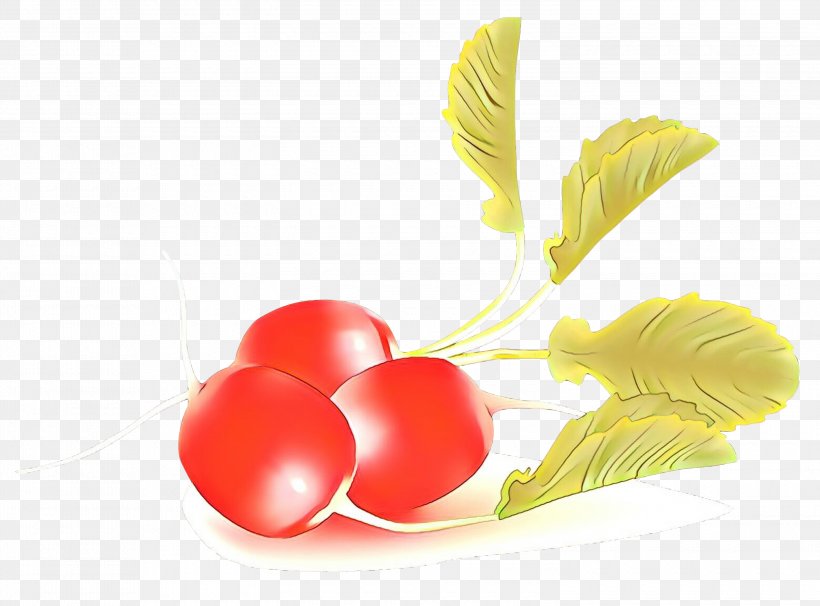Vegetable Radish Plant Food Flower, PNG, 3000x2219px, Cartoon, Flower, Food, Plant, Radish Download Free