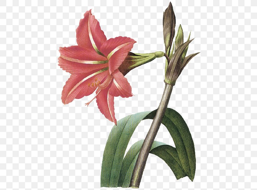 Amaryllis Art Painting, PNG, 577x605px, Amaryllis, Amaryllis Belladonna, Amaryllis Family, Art, Art Museum Download Free